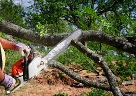 Tree and Shrub Care in Crestline, CA